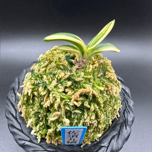 富貴蘭 風蘭 佐須丸縞 さすまるしま T594フウキラン 蘭 花