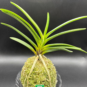 宝石のような観葉植物のお店 【Jewelry Plant】 富貴蘭 白牡丹 は
