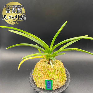 富貴蘭　(仮名)天界 楽天市場】富貴蘭 白天晃 : フェニックスガーデン