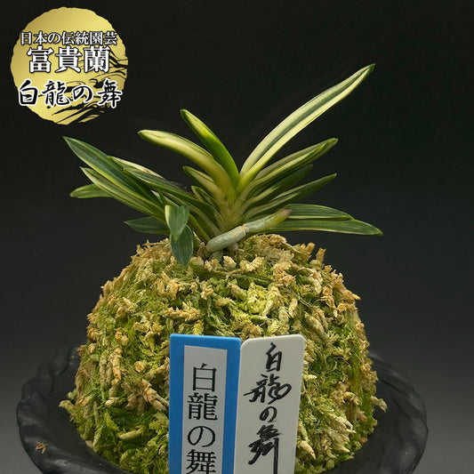 富貴蘭 風蘭 蘭 白龍の舞 ハクリュウノマイ 2本立 【現品】 t755 フウキラン フウラン 送料無料