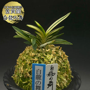 富貴蘭　白翁 富貴蘭 白牡丹 1本立 はくぼたん T598 フウキラン 蘭 花 - メルカリ