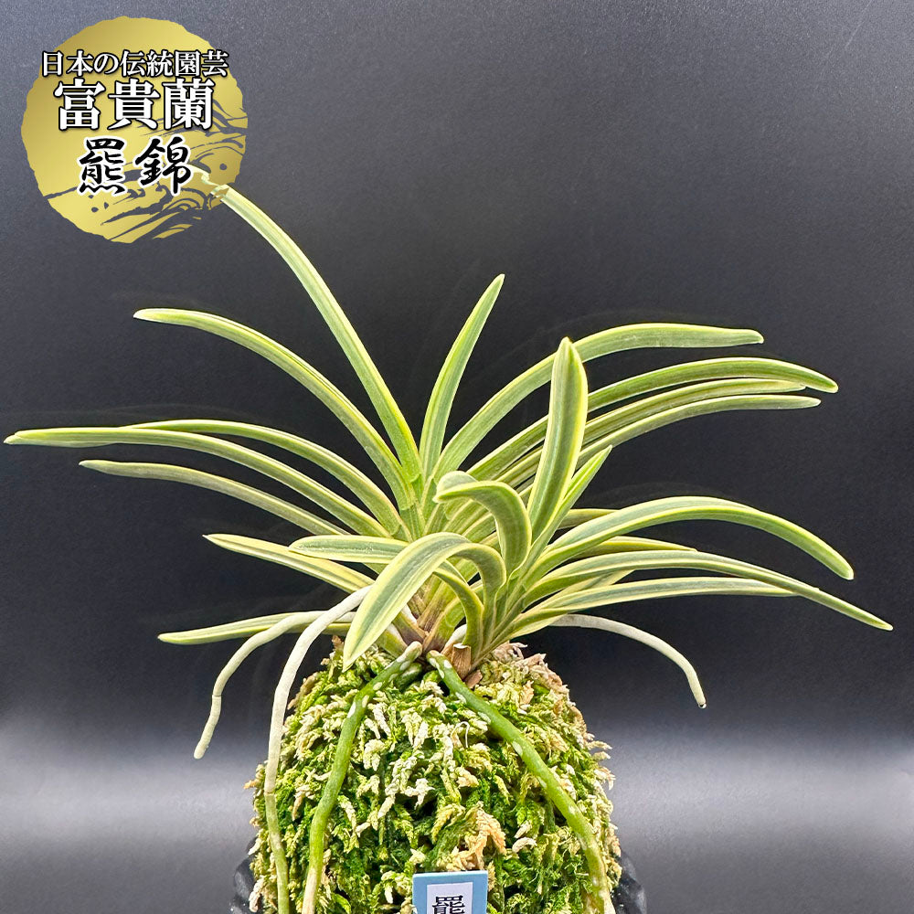 錦鉢 インテリア 縄 デザイン鉢 植物 観葉植物 風蘭 富貴蘭 万年青 