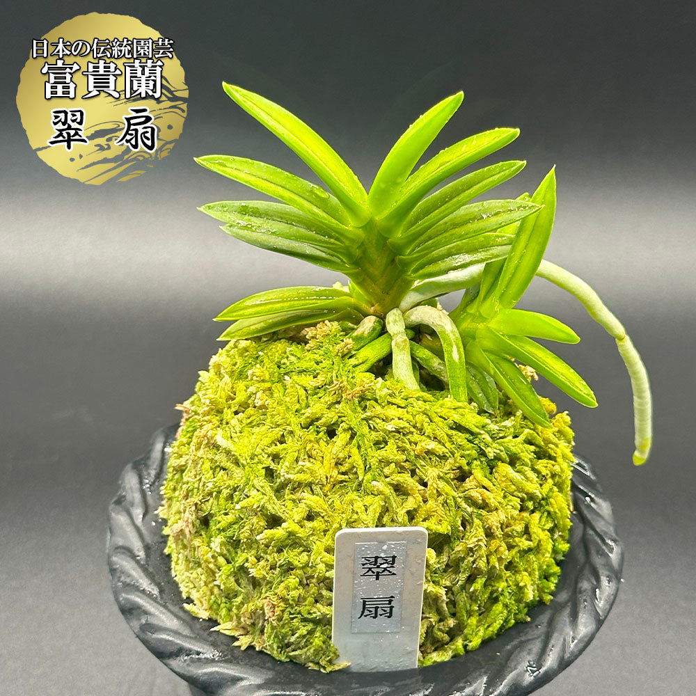 宝石のような観葉植物のお店 【Jewelry Plant】 富貴蘭 風蘭 蘭 翠扇 すいせん 2本と小芽 T83 現品 フウキラン フウラン 華 –  Jewelry Plant online