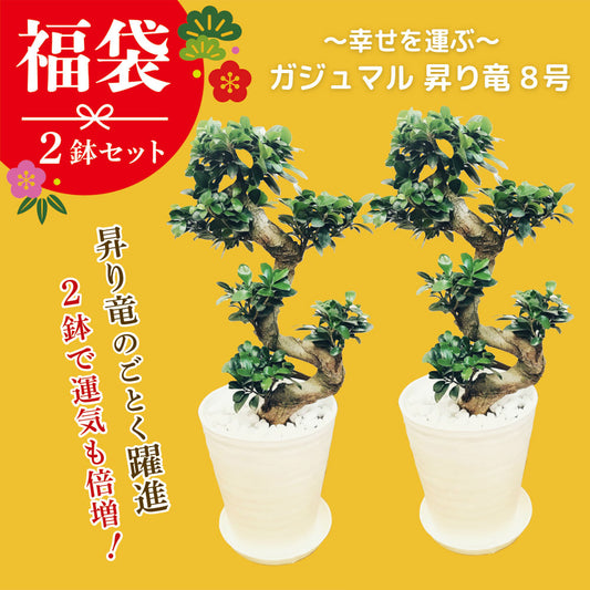 【開運福袋】  2024 観葉植物 2鉢セット ガジュマル 昇り竜 ８号  多幸の木 [白7]