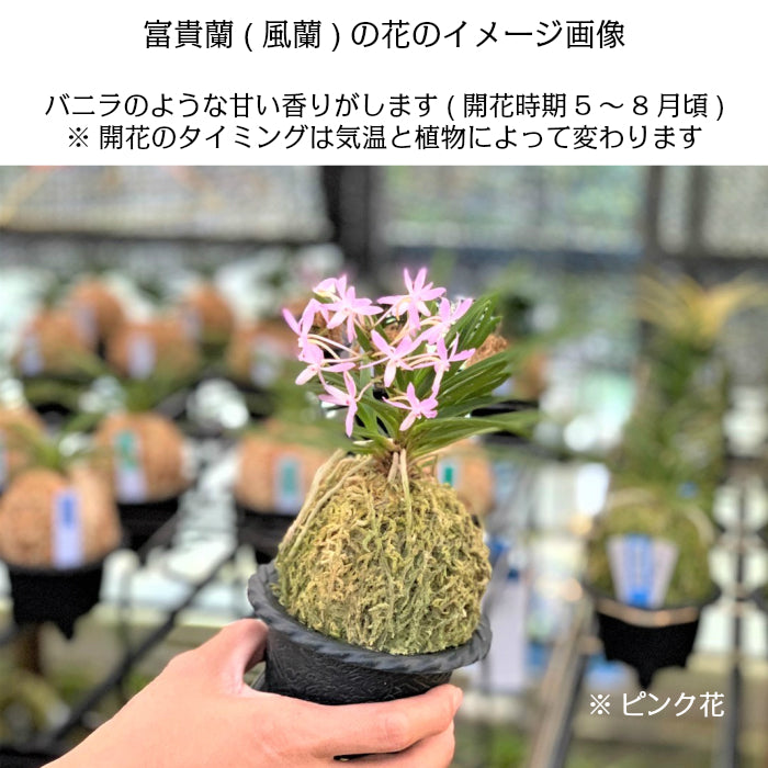 富貴蘭 風蘭 蘭 苔玉 白のデザイン丸陶器鉢 ピンク花 ソーサー付フウキラン 蘭 花