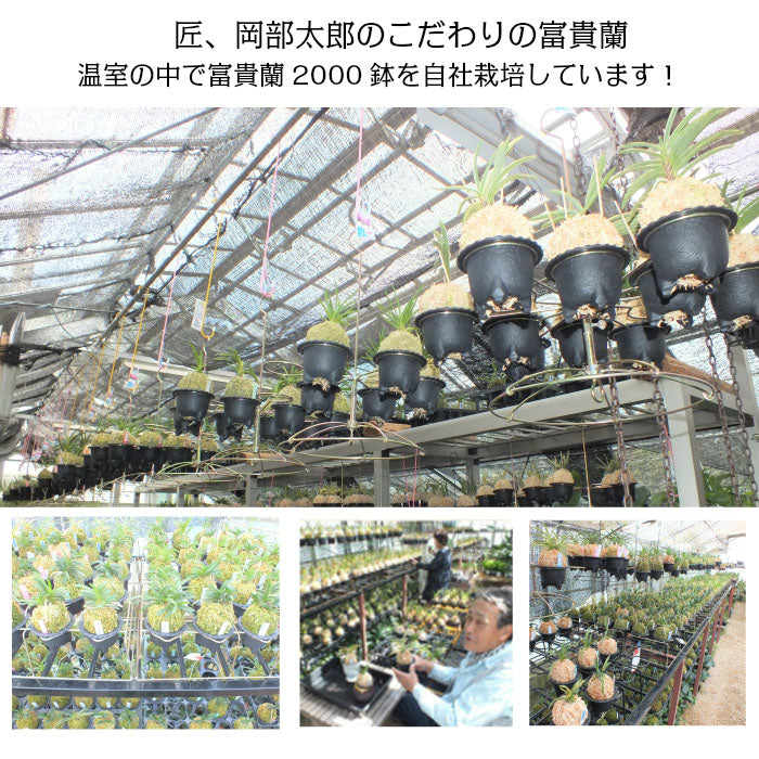 宝石のような観葉植物のお店 【Jewelry Plant】 富貴蘭 風蘭 蘭 苔玉 花衣 黒のデザイン筒陶器鉢 ソーサー付 白花 おしゃれ お祝い  プレゼント – Jewelry Plant online