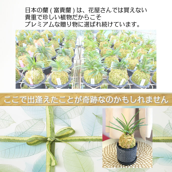宝石のような観葉植物のお店 【Jewelry Plant】 富貴蘭 風蘭 蘭 苔玉