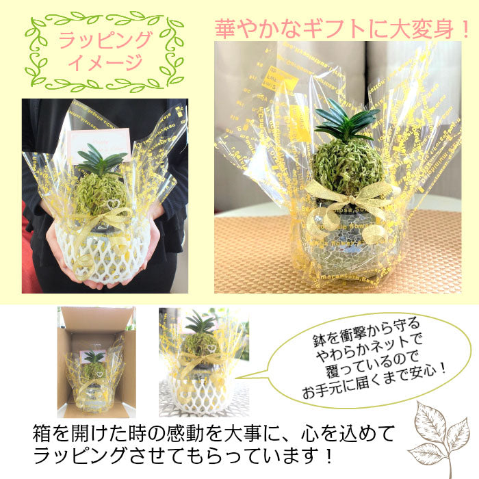 宝石のような観葉植物のお店 【Jewelry Plant】 富貴蘭 風蘭 蘭 苔玉 花衣 黒のデザイン筒陶器鉢 ソーサー付 白花 おしゃれ お祝い  プレゼント – Jewelry Plant online