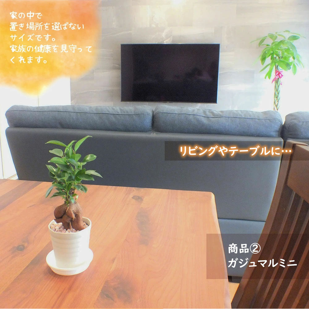 宝石のような観葉植物のお店 【Jewelry Plant】 お得2鉢セット 金の