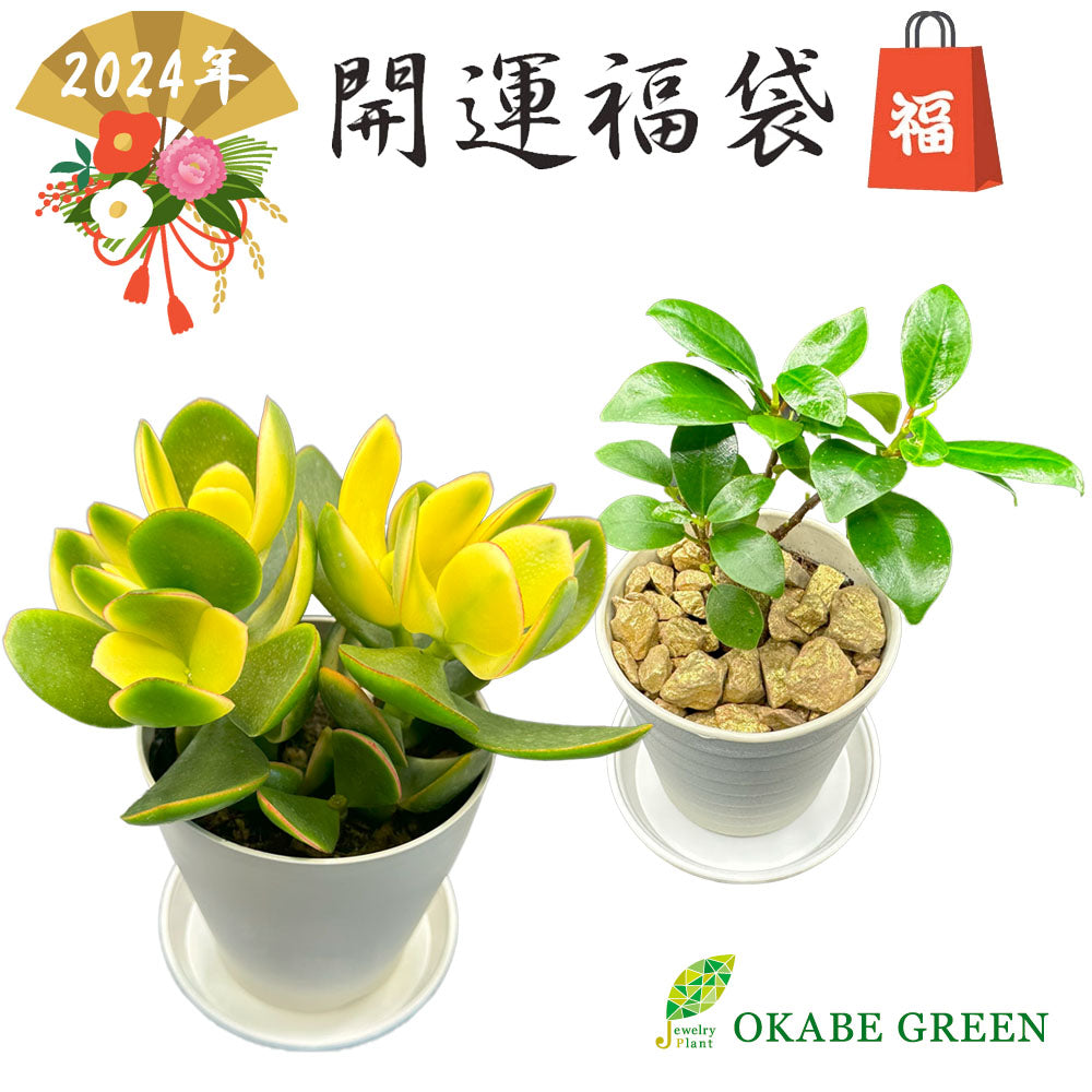 宝石のような観葉植物のお店 【Jewelry Plant】 お得2鉢セット 金の 