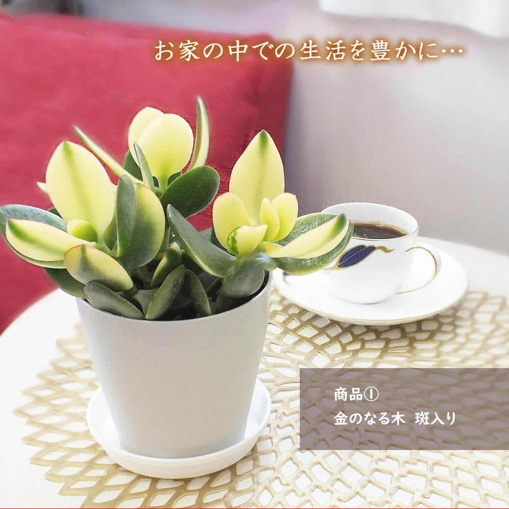 宝石のような観葉植物のお店 【Jewelry Plant】 お得2鉢セット 金の