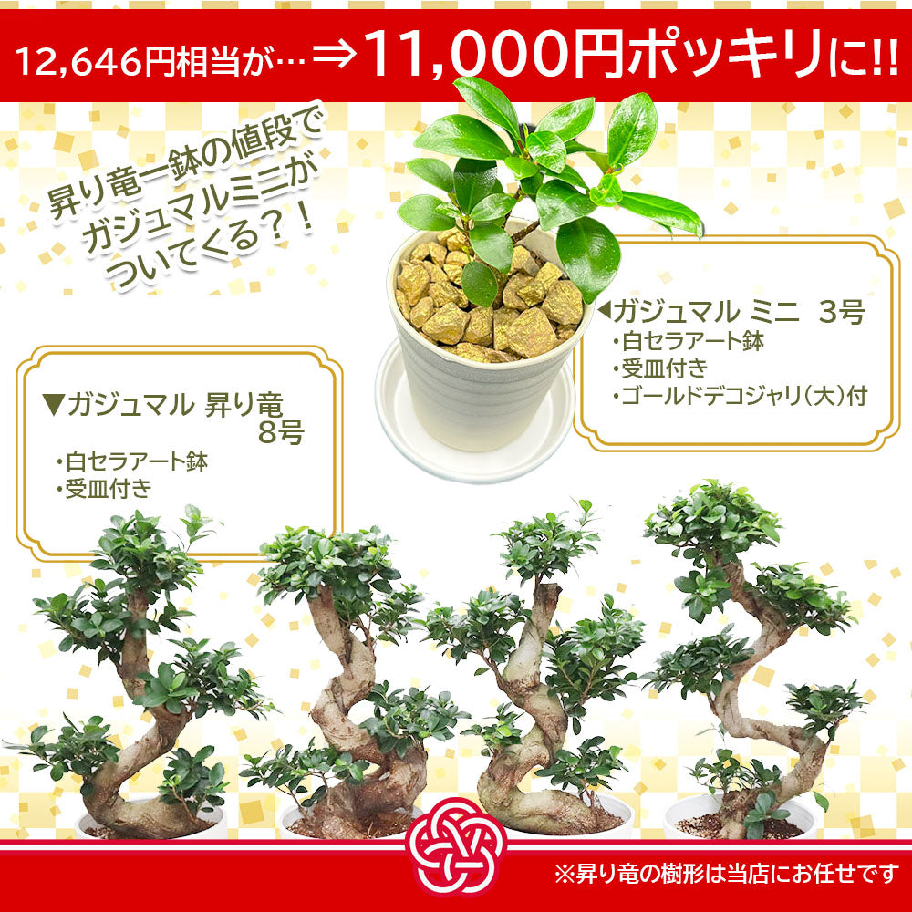 ☆人生大吉！幸福植物 ガジュマル 運気は昇り竜 S字曲がり ８号 h70cm - 観葉植物