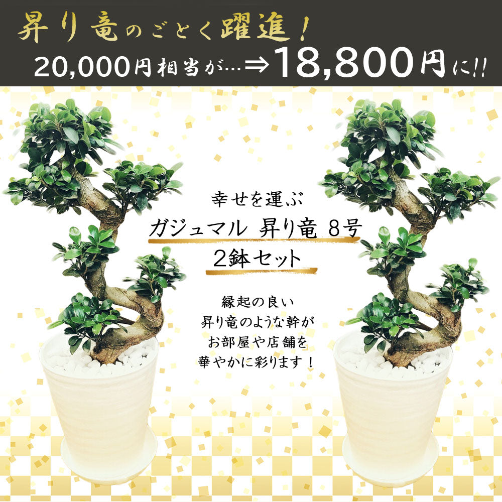 宝石のような観葉植物のお店 【Jewelry Plant】 開運福袋 セット 2024