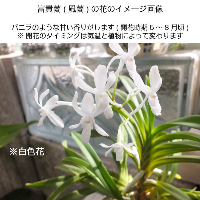 風蘭 富貴蘭(柿の木に着生、天然苔付) - 植物/観葉植物