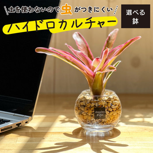 ハイドロカルチャー ベージュゼオライト ネオレゲリア
