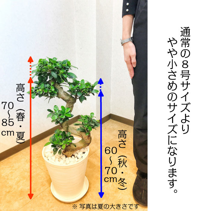 宝石のような観葉植物のお店 【Jewelry Plant】 ガジュマル 昇り竜 ８