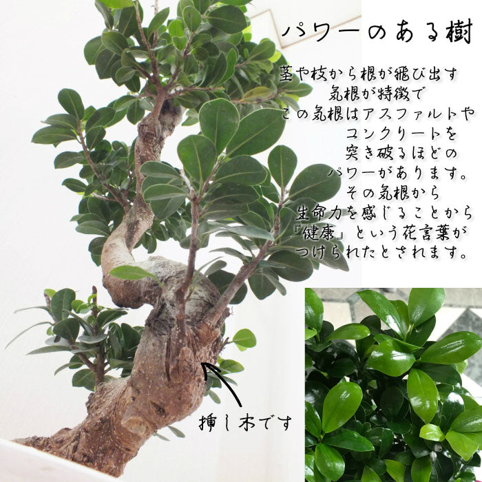 宝石のような観葉植物のお店 【Jewelry Plant】 ガジュマル 昇り竜 ８