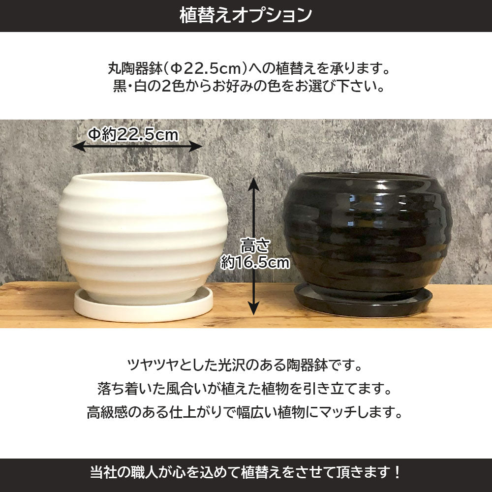 希少品種 大型 アローディア プロセラ 4号 【現品】 選べる鉢 プラスチック鉢 陶器鉢 – Jewelry Plant online