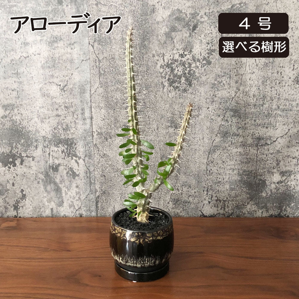 アローディア 3号 【現品】 選べる樹形 黒デザイン陶器鉢 ソーサー付き