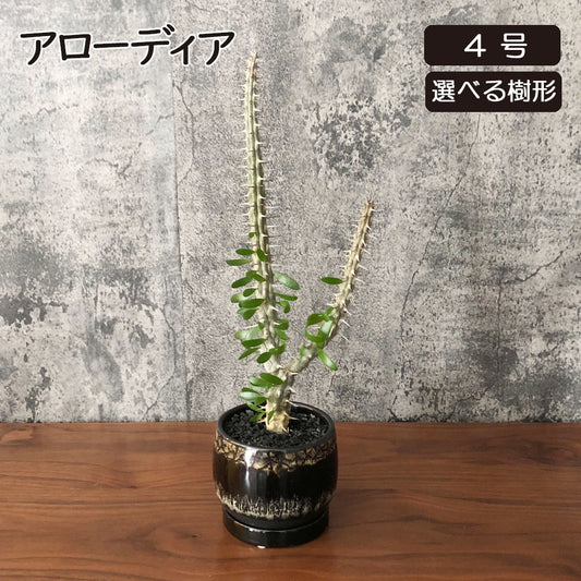 アローディア 3号 【現品】 選べる樹形 黒デザイン陶器鉢 ソーサー付き