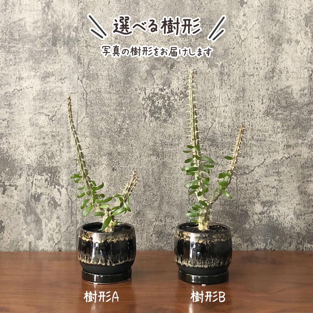 アローディア 3号 【現品】 選べる樹形 黒デザイン陶器鉢 ソーサー付き