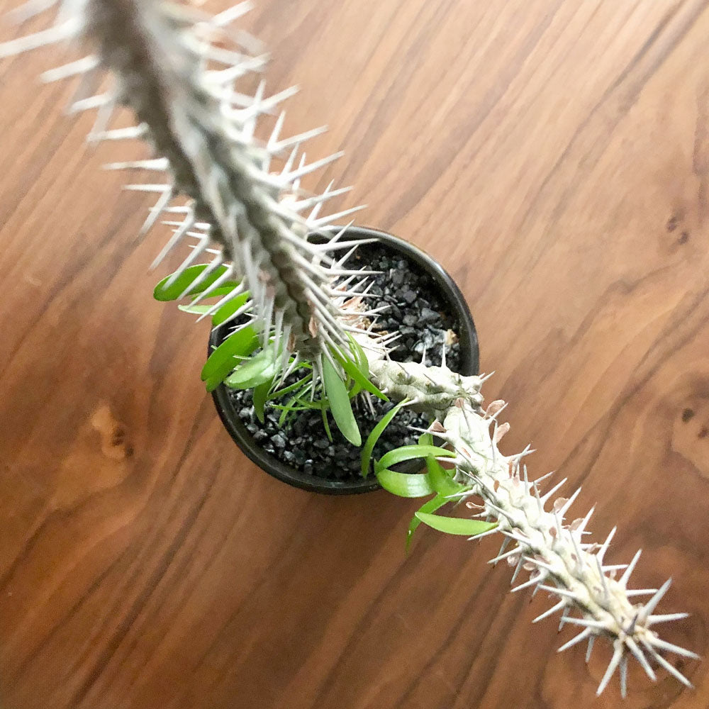 アローディア 3号 【現品】 選べる樹形 黒デザイン陶器鉢 ソーサー付き