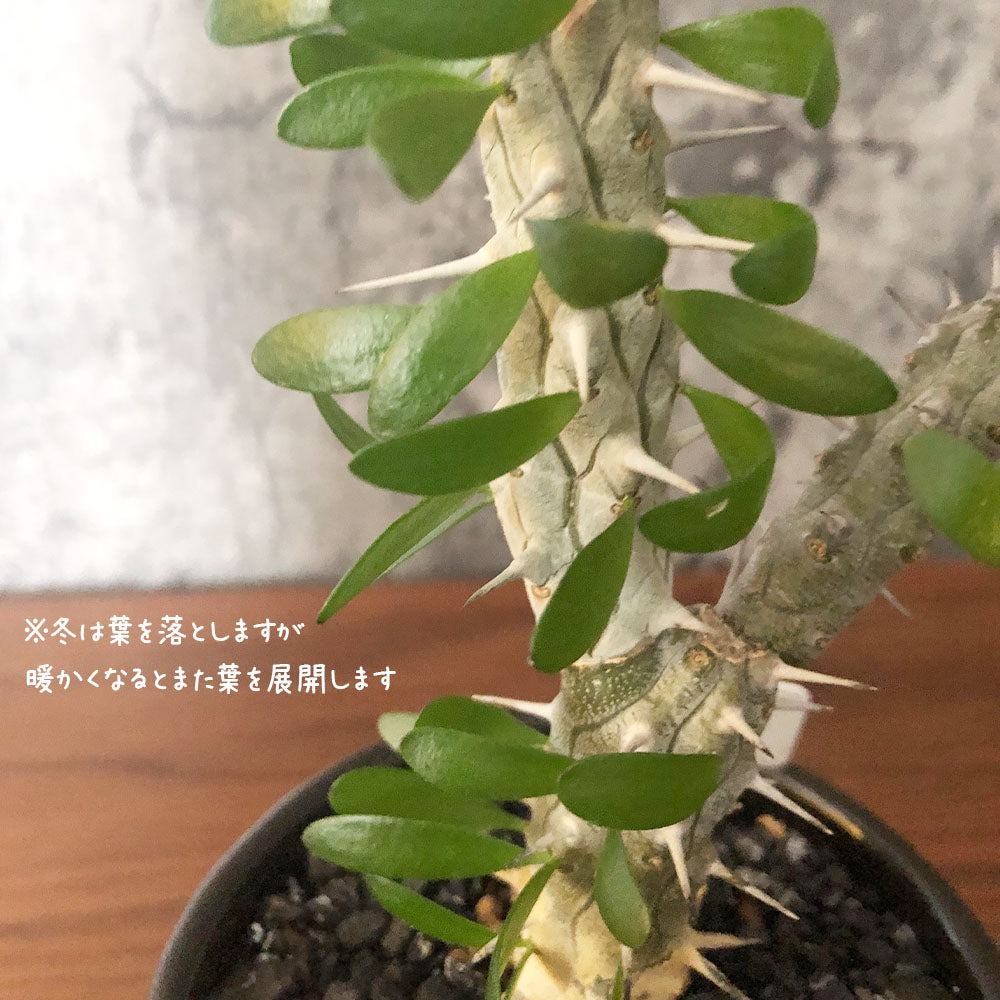 アローディア 3号 【現品】 選べる樹形 黒デザイン陶器鉢 ソーサー付き