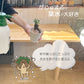 ガジュマル 小さい 3号 鉢植え アウトレット 【961円OFF】 白セラアート鉢 受皿付き [白2]