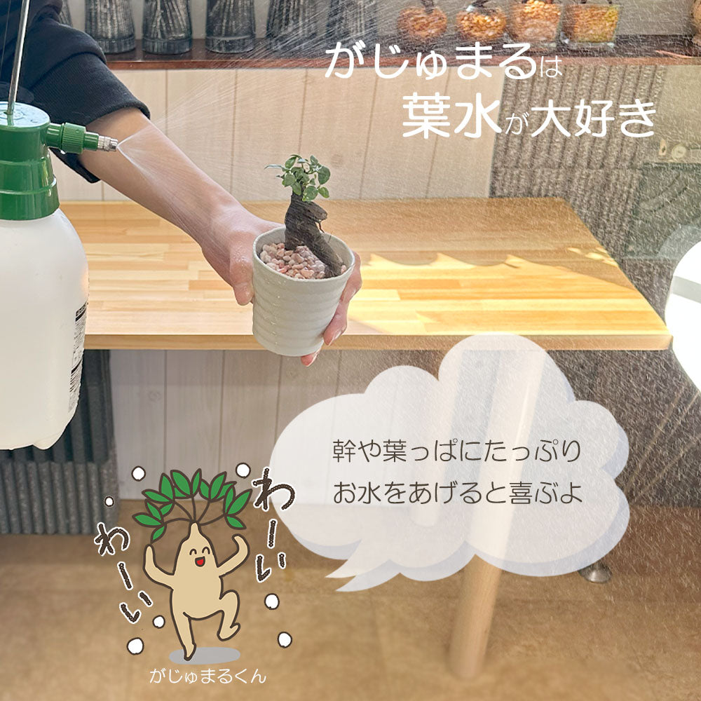 ガジュマル 小さい 3号 鉢植え アウトレット 【961円OFF】 白セラアート鉢 受皿付き [白2]