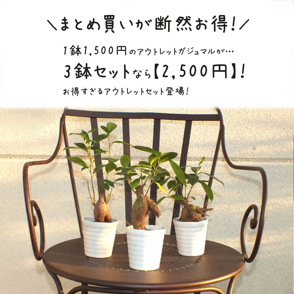 ガジュマル 小さい 3号 鉢植え アウトレット 【961円OFF】 白セラアート鉢 受皿付き [白2]