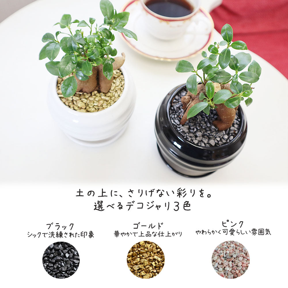 ガジュマル 4号 白黒丸陶器鉢 ソーサー付き デコジャリ付