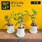 ガジュマル 小さい 3号 鉢植え アウトレット 【961円OFF】 白セラアート鉢 受皿付き [白2]