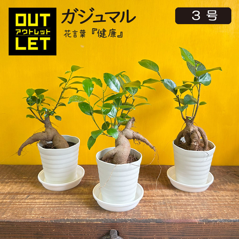 ガジュマル 小さい 3号 鉢植え アウトレット 【961円OFF】 白セラアート鉢 受皿付き [白2]