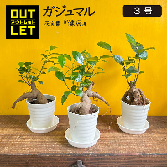 ガジュマル 小さい 3号 鉢植え アウトレット 【961円OFF】 白セラアート鉢 受皿付き [白2]