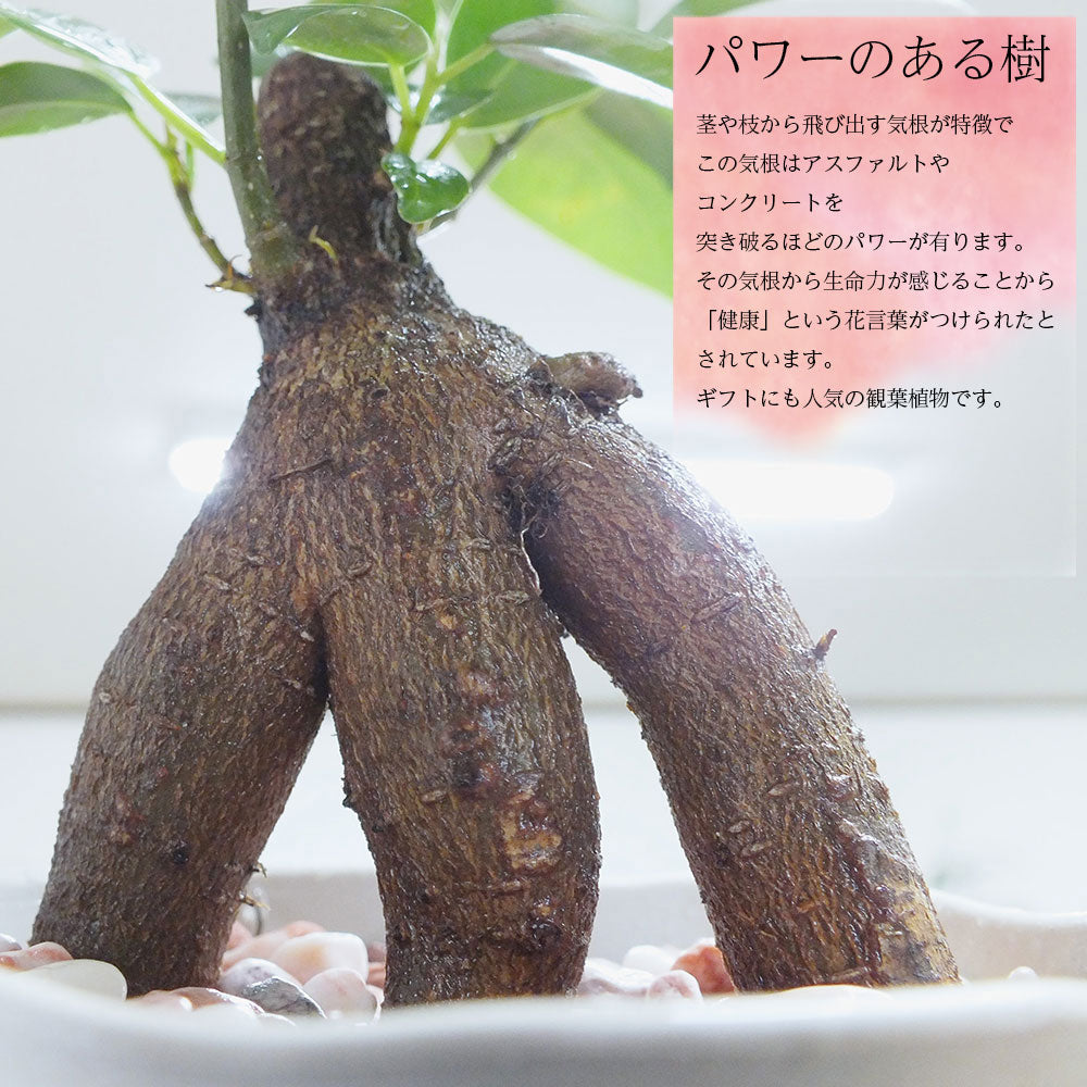 宝石のような観葉植物のお店 【Jewelry Plant】 ガジュマル ４号