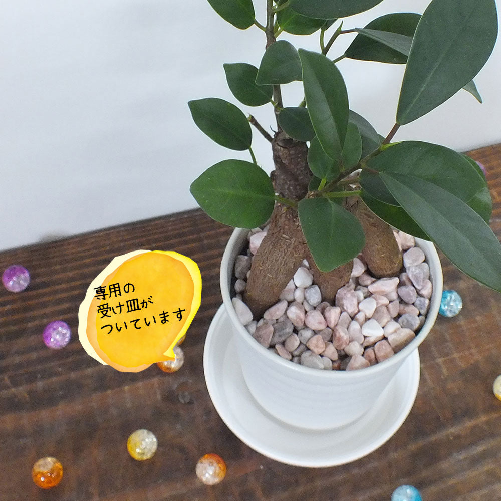 宝石のような観葉植物のお店 【Jewelry Plant】 ガジュマル ミニ 観葉