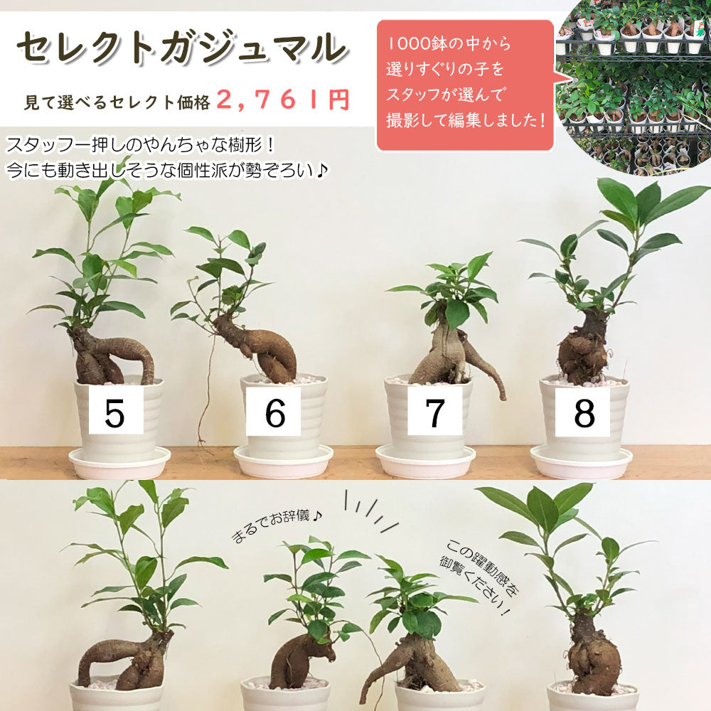 宝石のような観葉植物のお店 【Jewelry Plant】 ガジュマル ミニ 観葉植物 3号 多幸の木 ガジュマルの木 プレゼント – Jewelry  Plant online