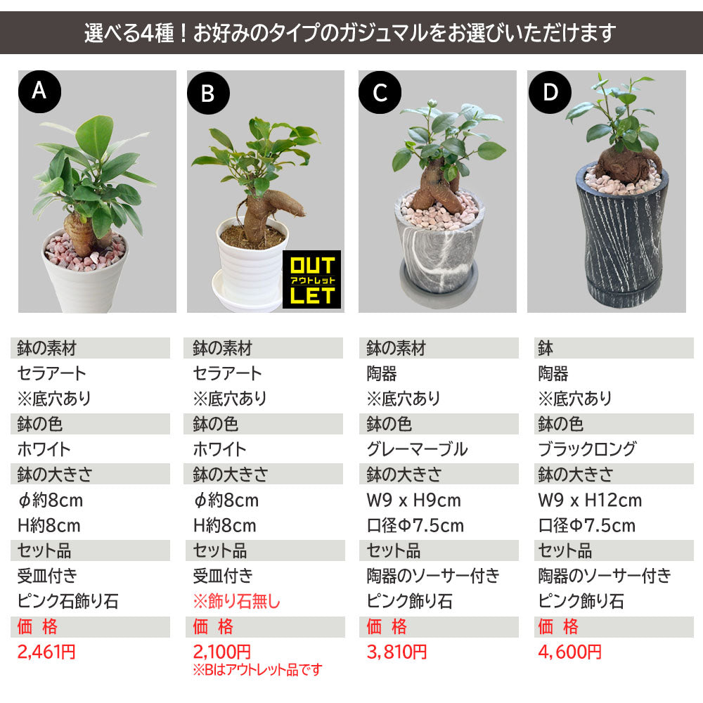 宝石のような観葉植物のお店 【Jewelry Plant】 ガジュマル ミニ 観葉植物 3号 多幸の木 ガジュマルの木 プレゼント – Jewelry  Plant online