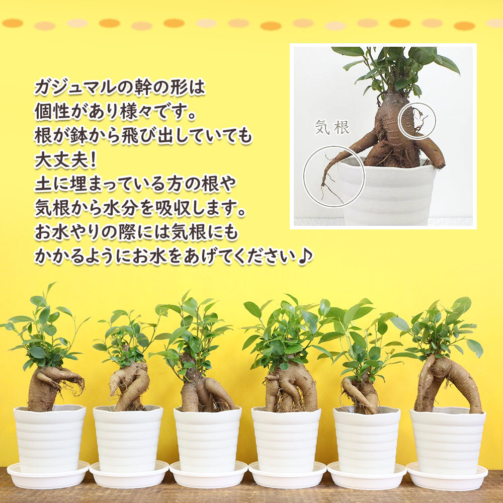 宝石のような観葉植物のお店 【Jewelry Plant】 ガジュマル 小さい ３号 鉢植え アウトレット 【361円OFF】 白セラアート鉢  受皿付き – Jewelry Plant online