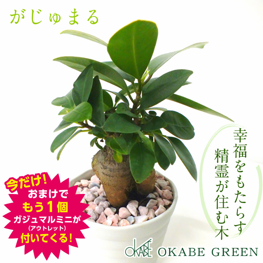 ガジュマル – Jewelry Plant online