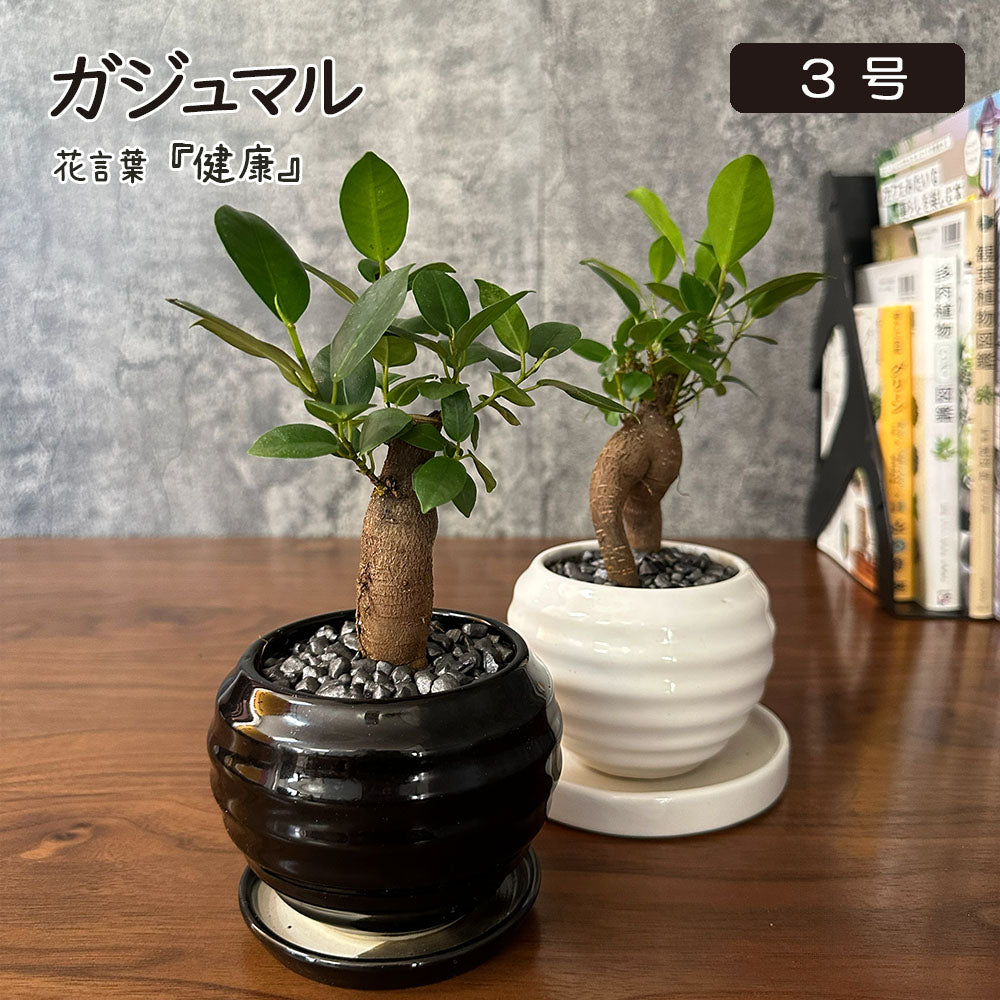 宝石のような観葉植物のお店 【Jewelry Plant】 ガジュマル 4号 白黒