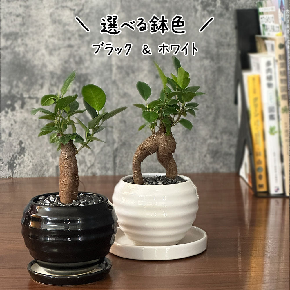 ガジュマル 4号 白黒丸陶器鉢 ソーサー付き デコジャリ付 送料別
