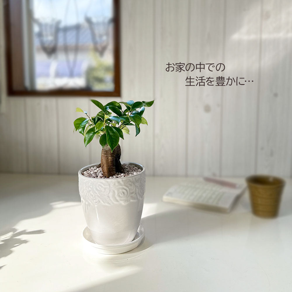 宝石のような観葉植物のお店 【Jewelry Plant】 ガジュマル 5号 素敵な