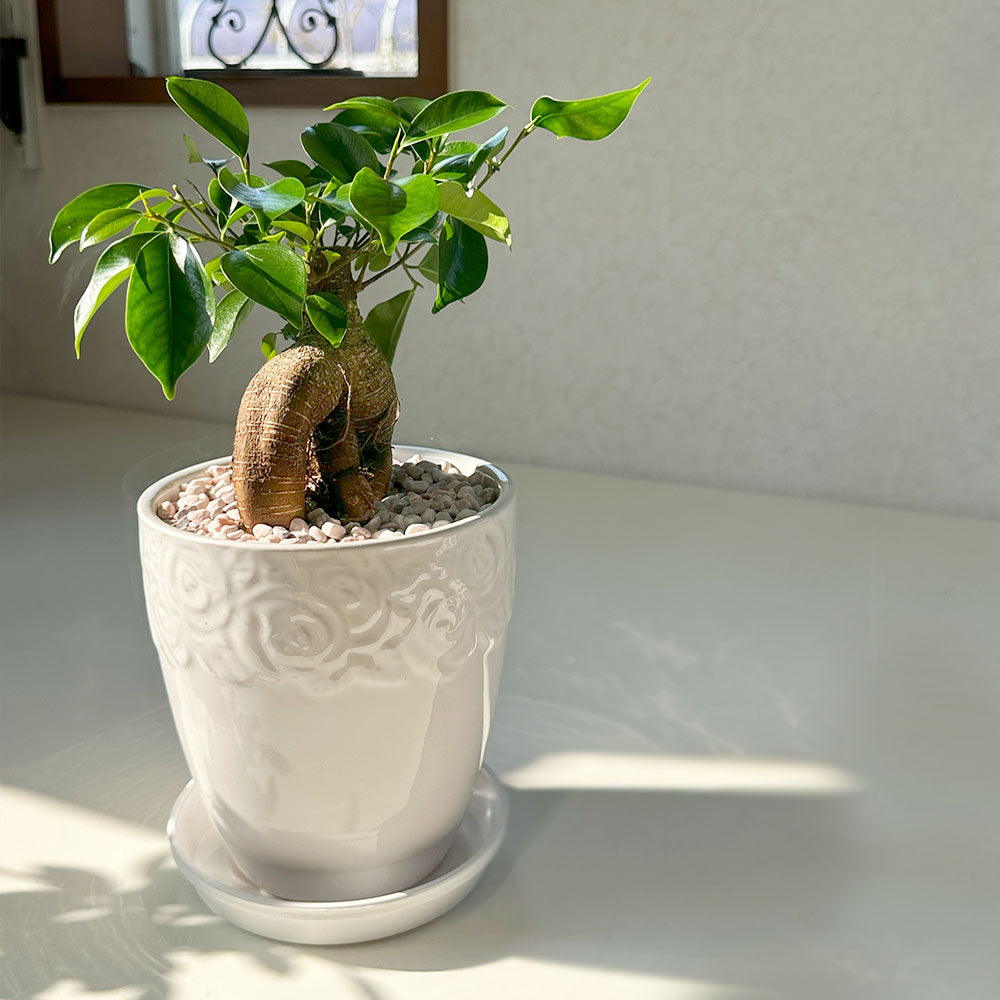 宝石のような観葉植物のお店 【Jewelry Plant】 ガジュマル 5号 素敵な