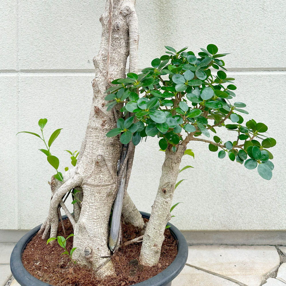 宝石のような観葉植物のお店 【Jewelry Plant】 観葉植物 大型 パンダガジュマルの木 【現品】 フィカス 10号 黒プラスチック鉢 受皿付  縁起物 多幸の木 がじゅまる 送料無料 – Jewelry Plant online