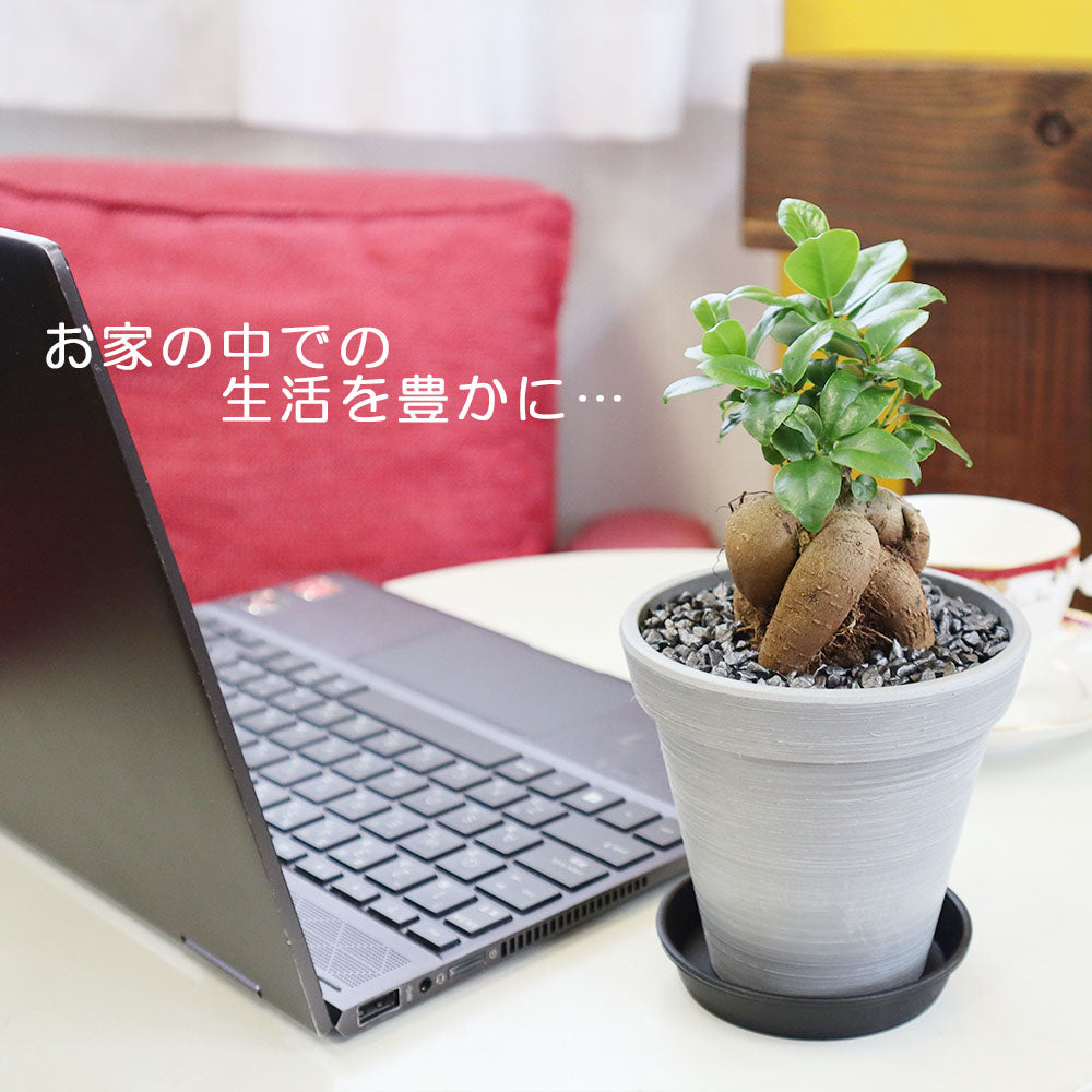 ガジュマルさま専用ページ ガジュマル | 観葉植物通販 HitoHana
