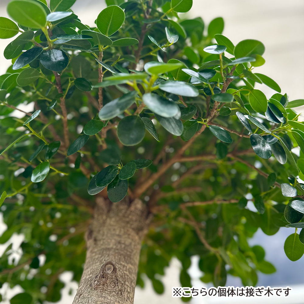 宝石のような観葉植物のお店 【Jewelry Plant】 観葉植物 大型 パンダガジュマルの木 【現品】 フィカス 10号 黒プラスチック鉢 受皿付  縁起物 多幸の木 がじゅまる 送料無料 – Jewelry Plant online