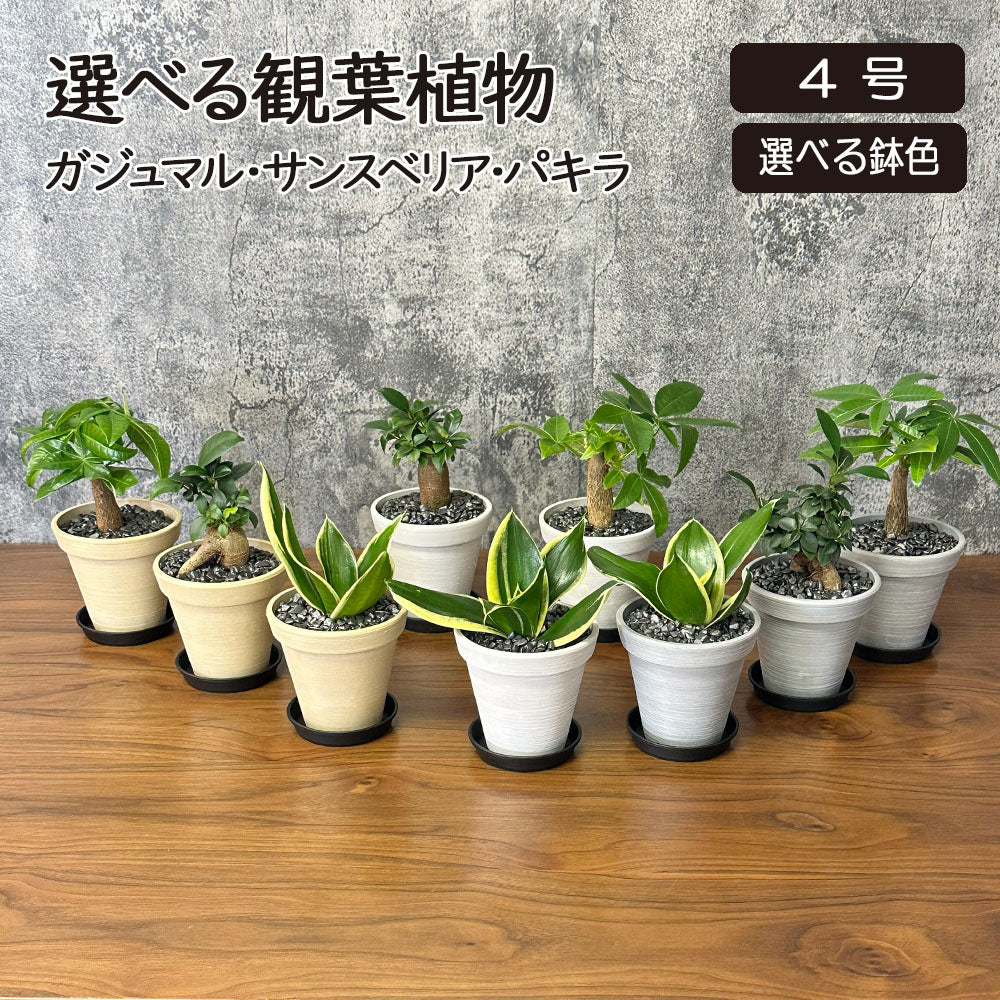 宝石のような観葉植物のお店 【Jewelry Plant】 ガジュマル 4号