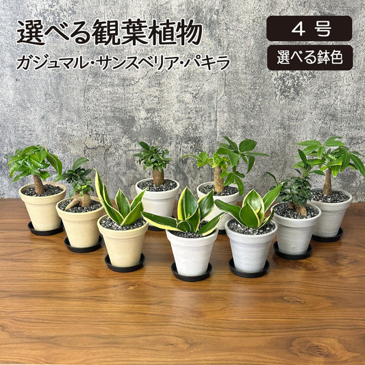 選べる品種 ガジュマル サンスベリア パキラ 4号 エコポット鉢 黒皿付 黒デコジャリ付 送料別