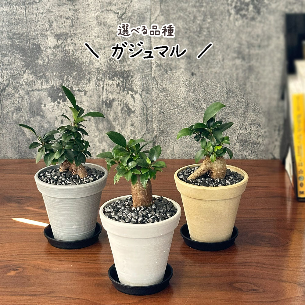 選べる品種 ガジュマル サンスベリア パキラ 4号 エコポット鉢 黒皿付 黒デコジャリ付 送料別